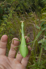 Stagmatoptera praecaria