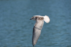 Hydrocoloeus minutus