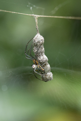 Mecynogea lemniscata