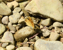 Phyciodes pulchella camillus