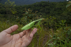 Stagmatoptera praecaria