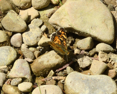 Phyciodes pulchella camillus