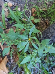 Bidens frondosa