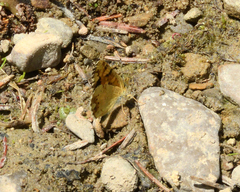 Phyciodes pulchella camillus