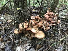 Desarmillaria tabescens