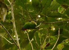 Tangara cyanocephala