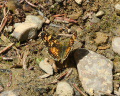Phyciodes pulchella camillus
