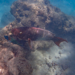 Scarus rubroviolaceus