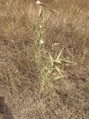 Asclepias fascicularis