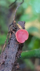 Phillipsia domingensis