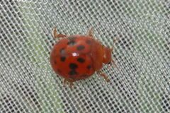 Subcoccinella vigintiquatuorpunctata
