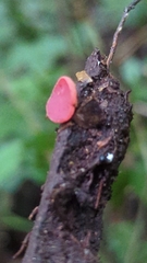 Phillipsia domingensis