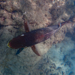 Scarus rubroviolaceus