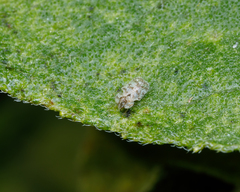 Tingidae