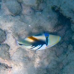 Rhinecanthus aculeatus