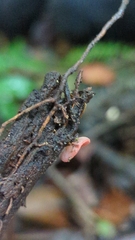 Phillipsia domingensis