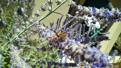 Rhynocoris punctiventris