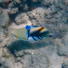 Rhinecanthus aculeatus