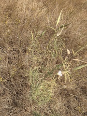 Asclepias fascicularis