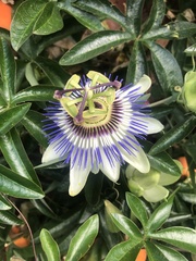 Passiflora caerulea