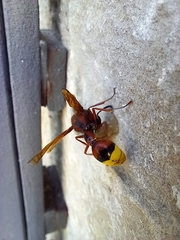 Delta unguiculatum