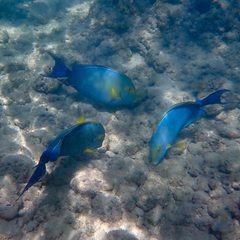 Acanthurus