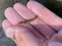 Etheostoma flabellare