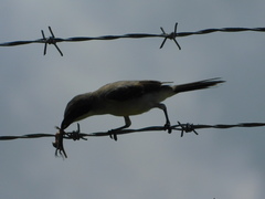 Leiocephalus carinatus