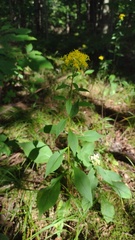 Solidago arguta