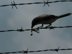 Leiocephalus carinatus