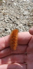 Phragmatobia fuliginosa