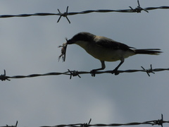 Leiocephalus carinatus