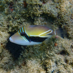 Rhinecanthus rectangulus