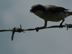 Leiocephalus carinatus