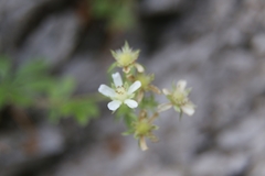 Potentilla caulescens