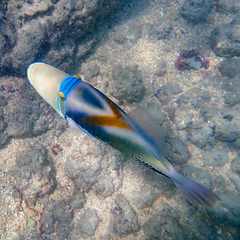 Rhinecanthus aculeatus