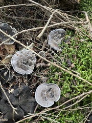 Phellodon niger