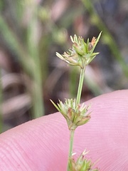 Scleria verticillata