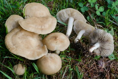 Lyophyllum caerulescens