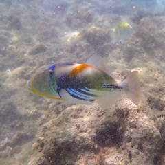 Rhinecanthus aculeatus