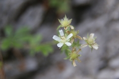 Potentilla caulescens