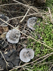 Phellodon niger