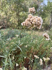 Baccharis glutinosa