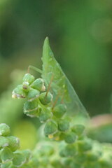 Rhynchomitra microrhina