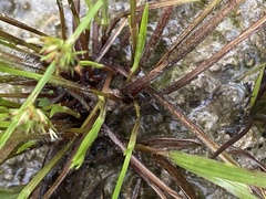 Scleria verticillata