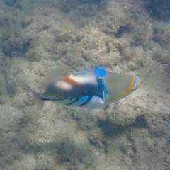 Rhinecanthus aculeatus