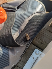 Dolichovespula maculata