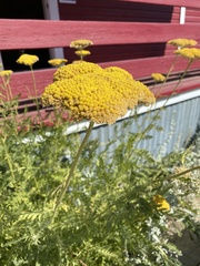 Achillea filipendulina