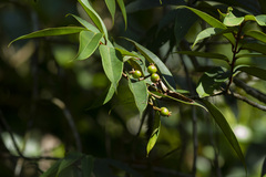 Myrcia ferruginea