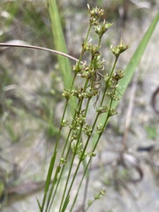 Scleria verticillata